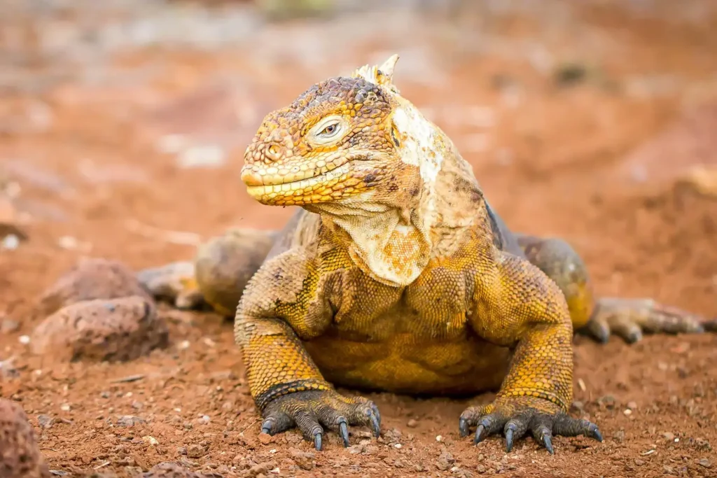 wildlife land iguana feature image