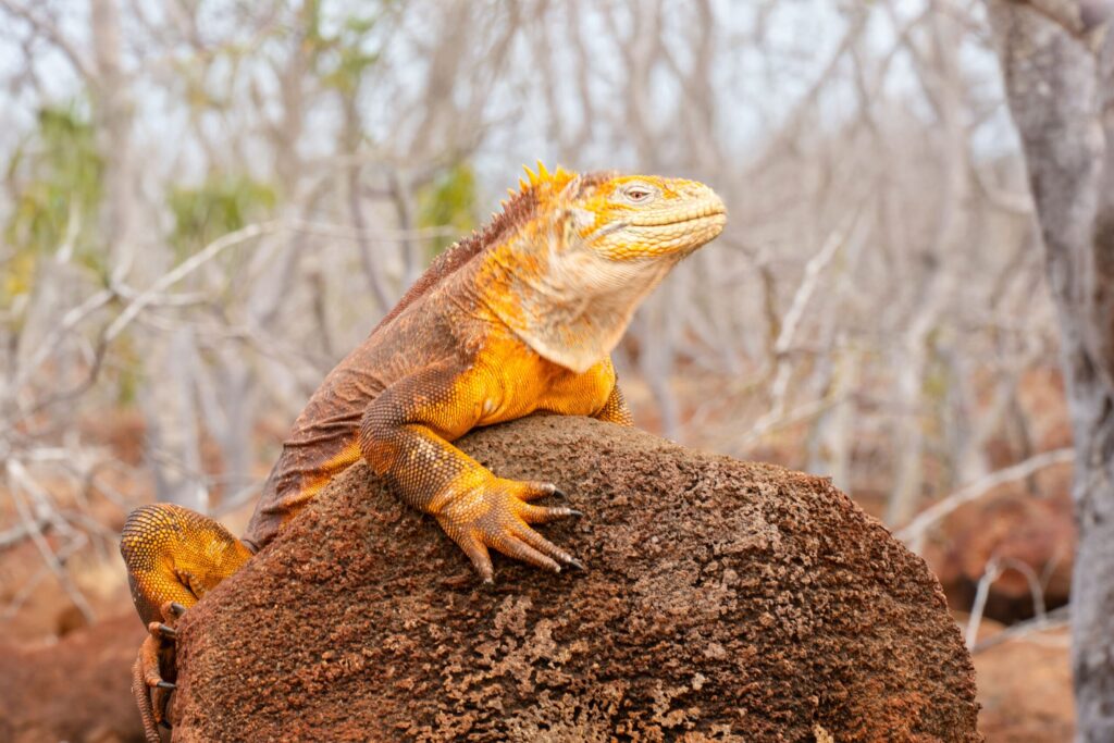 iguana terrestre png seymour norte 2024 scaled